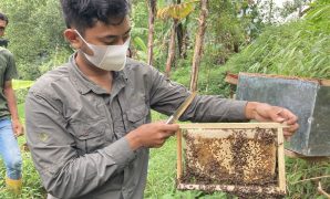 wisata lebah trenggalek wisata lebah trenggalek