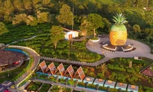 wisata petik nanas