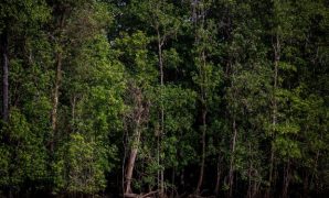 Hutan Sarmi Hutan Sarmi