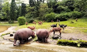 taman safari bogor