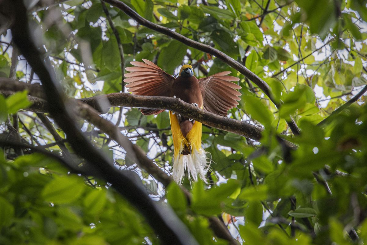 Burung Cendrawasih di Hutan Nabire