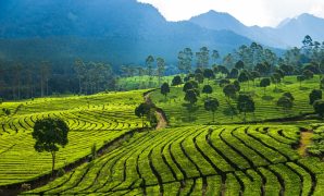 Perkebunan Teh Sukawana Perkebunan Teh Sukawana