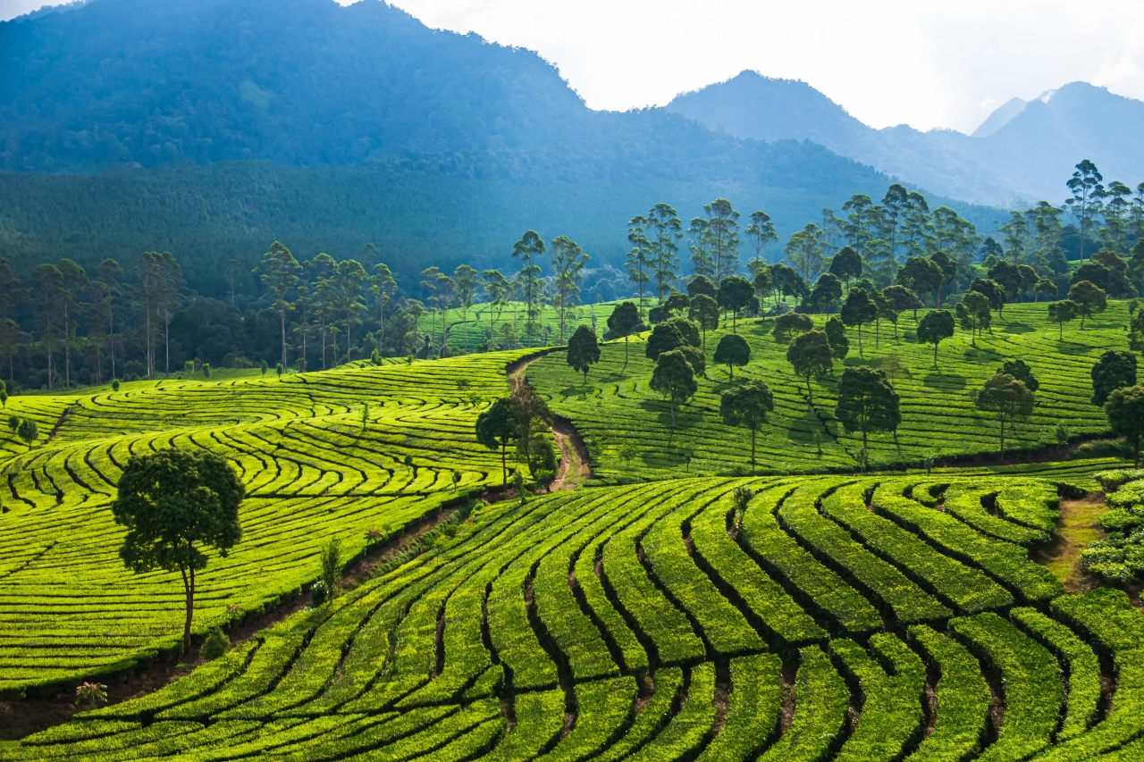 Perkebunan Teh Sukawana