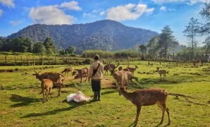 Petualangan Keluarga di Kampung Cai Ranca Upas Petualangan Keluarga di Kampung Cai Ranca Upas