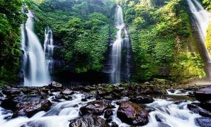 hutan cemara bali utara hutan cemara bali utara
