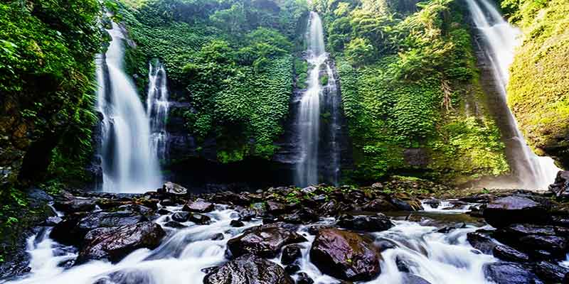 hutan cemara bali utara