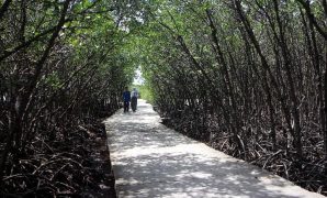 mangrove di pulau untung jawa