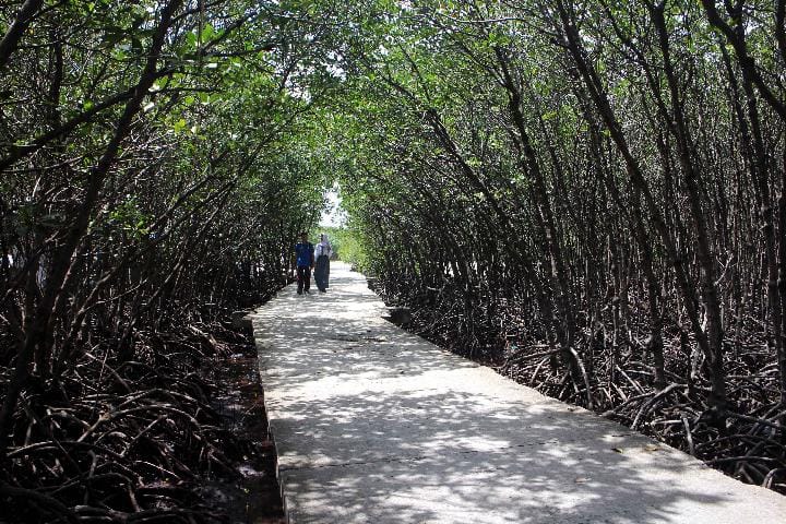 mangrove di pulau untung jawa