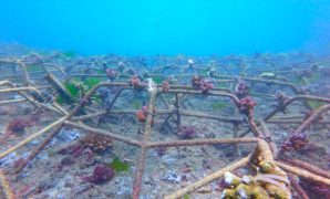 pelestarian terumbu karang pulau pari