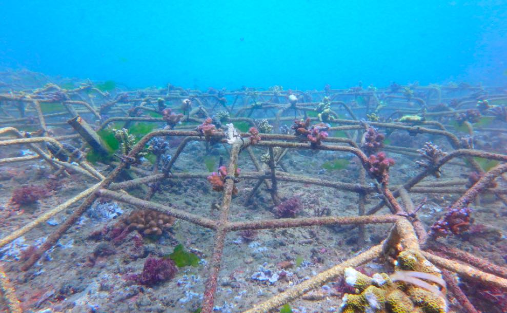 pelestarian terumbu karang pulau pari