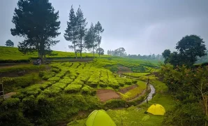 Camping Dalam Kabin Kaca di Tengah Perkebunan Teh Camping Dalam Kabin Kaca di Tengah Perkebunan Teh
