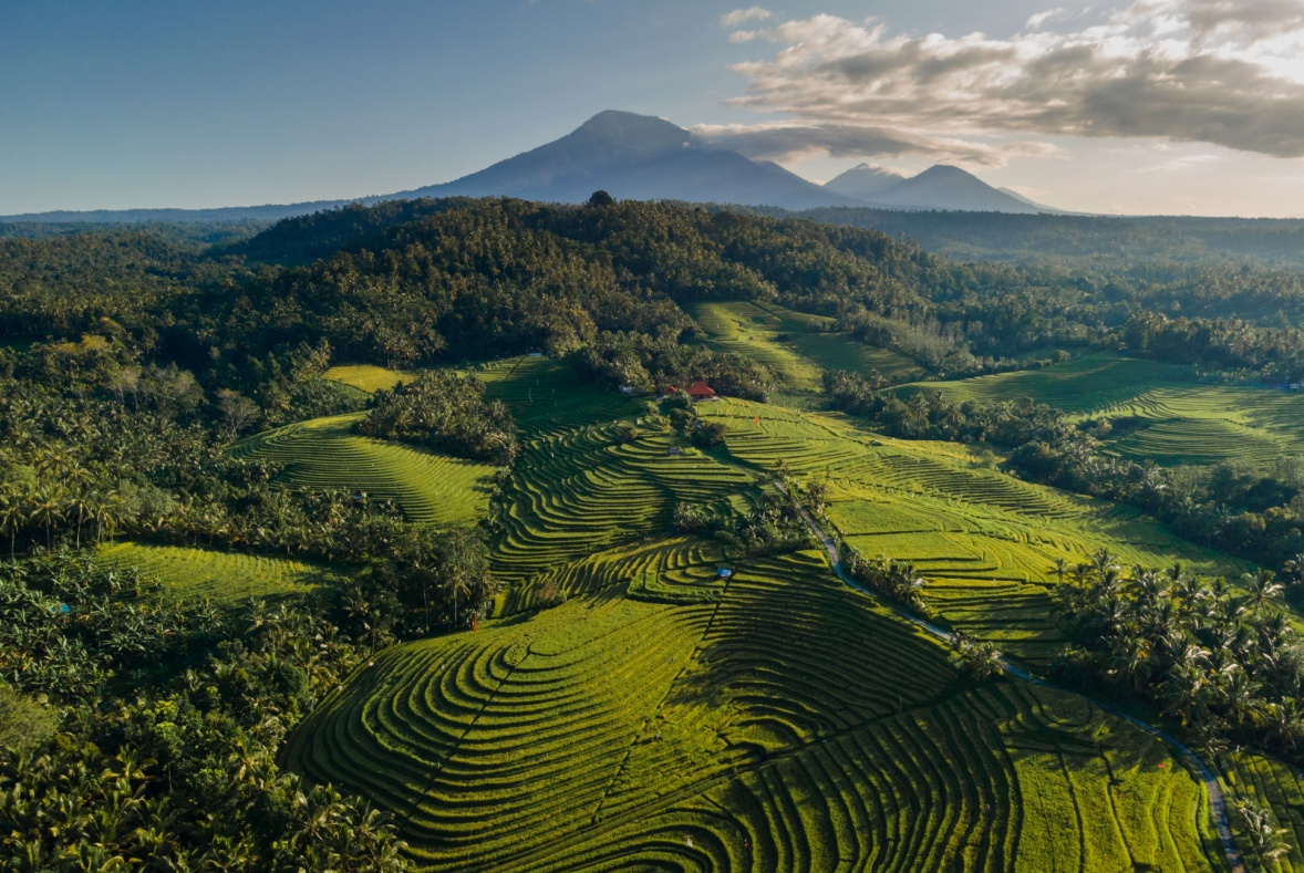 Menemukan Surga di Tengah Sawah Ubud