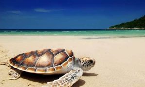 penangkaran penyu di lampung penangkaran penyu di lampung