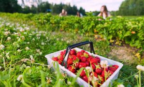 wisata petani wisata petani