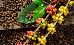 aroma kopi temanggung aroma kopi temanggung