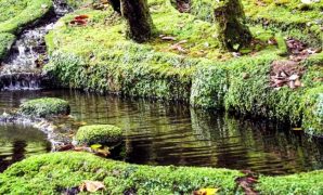 festival daun kering festival daun kering