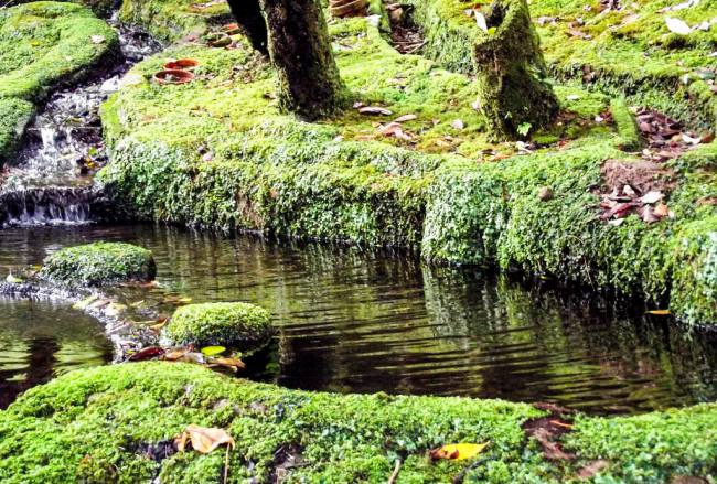 festival daun kering