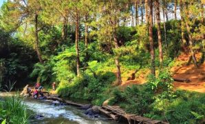 hutan pinus pangalengan hutan pinus pangalengan