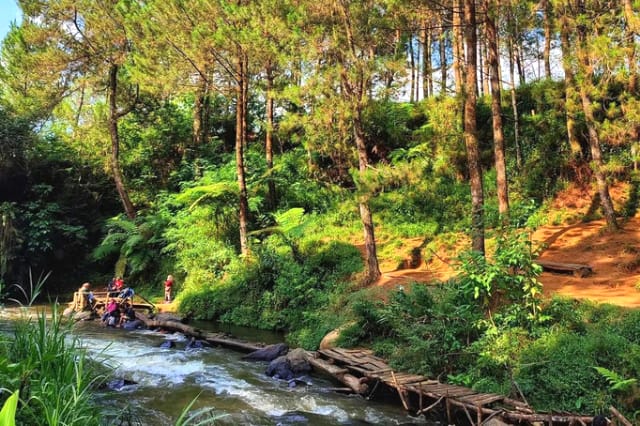 hutan pinus pangalengan