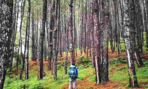 Hutan Pinus Bodon Hutan Pinus Bodon