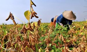 Menanam Kedelai di Lereng Merapi Menanam Kedelai di Lereng Merapi