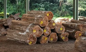 cerita kayu jati jepara cerita kayu jati jepara