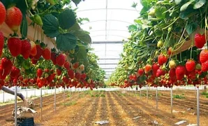 kebun strawberry di ciwidey