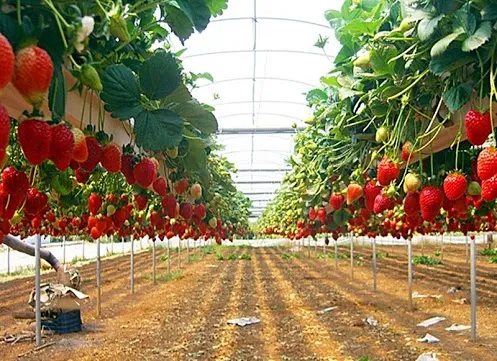 kebun strawberry di ciwidey