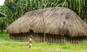 rumah adat honai rumah adat honai