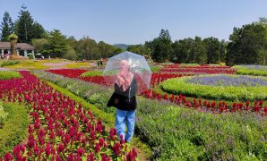 taman bunga nusantara